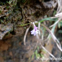 Utricularia moniliformis P.Taylor